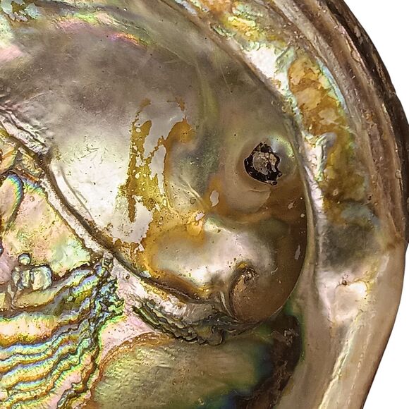 Vintage Large Abalone Shell Seashell Shiny Green Blue Yellow Pink Silver 8"x6" - Picture 6 of 12